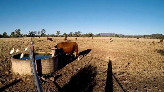 在日落时用草喂牛喝水
