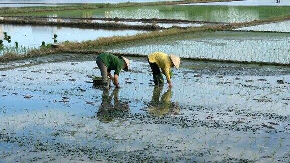 农民们在田里种水稻
