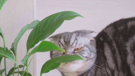 一只灰色的苏格兰折叶猫在闻室内植物的叶子