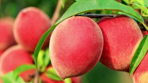成熟的桃果长在桃枝上
