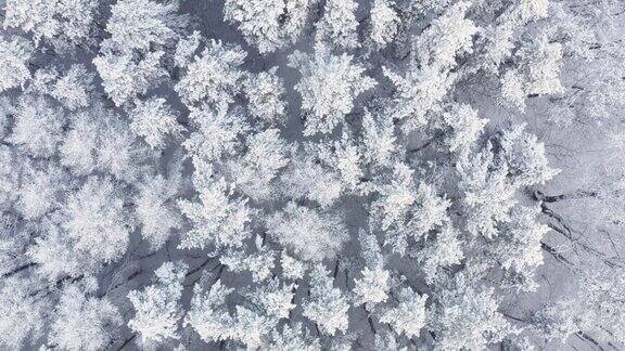 气候条件俄罗斯的冻土鸟瞰积雪覆盖的树木和积雪的森林