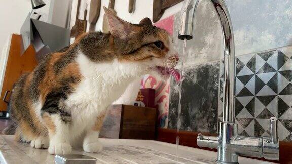 瞎猫从厨房水龙头喝水
