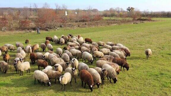 美丽的羊在牧场白色和棕色的绵羊在乡下的田野上吃草一群在户外吃草的家畜