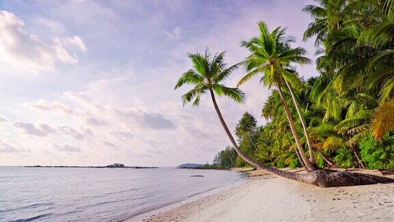 热带海滩上的棕榈树蓝色的大海天空