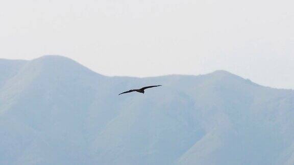 猎鹰在山上飞翔