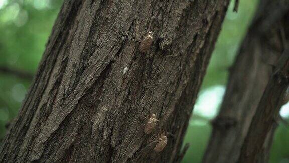 夏天在树上蜕皮的蝉或昆虫的化石或外壳