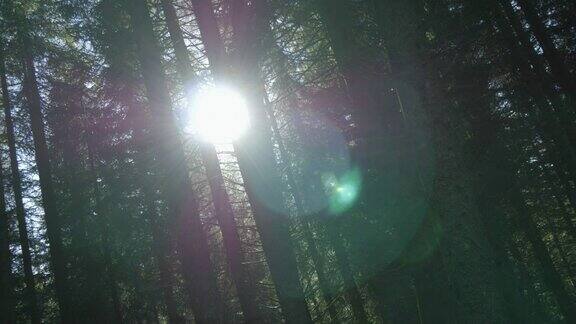 阳光透过茂密的树林