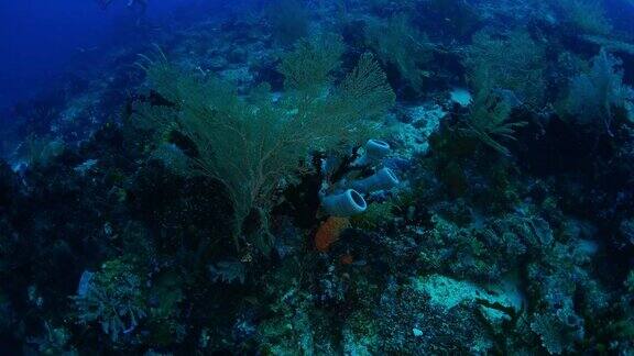 海扇(柳珊瑚)珊瑚海底