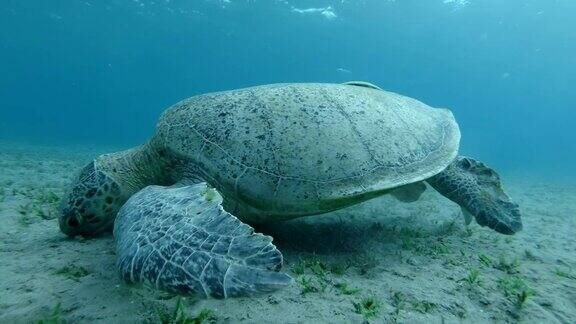大海龟吃着在水流中摇摆的绿色海草绿色海龟(Cheloniamydas)水下拍摄特