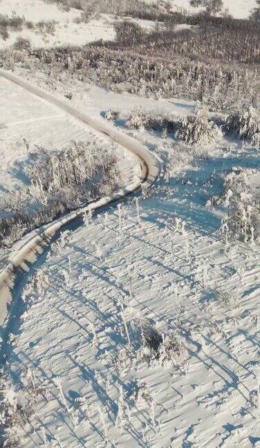 冬天的森林在雪地里被阳光的光芒照亮