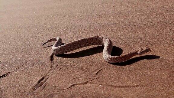 慢动作拍摄的响尾蛇Peringuey的蝰蛇移动穿过沙丘