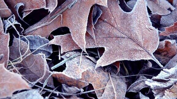叶子被霜覆盖