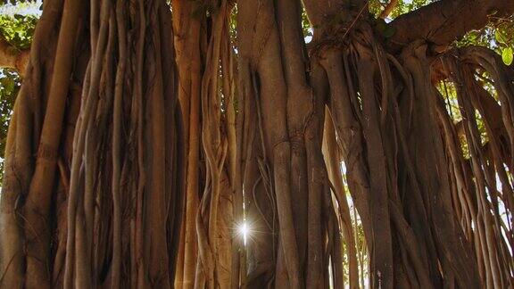 阳光明媚的一天夏威夷威基基海滩上的一棵老榕树上镜头的光晕透过老榕树滤过