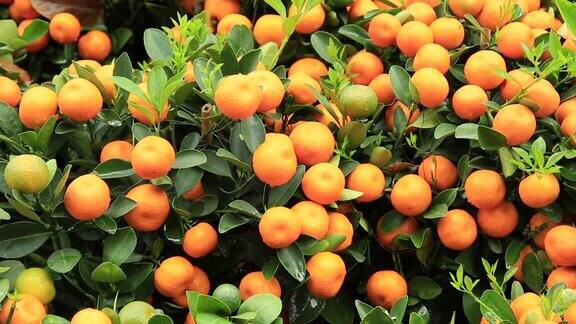 柑橘类水果树特写
