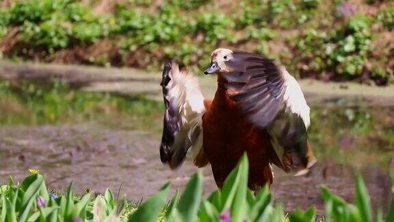 在阳光明媚的日子里红鸭在池塘边清洗自己的羽毛拍打着翅膀