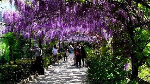 游客在意大利佛罗伦萨Bardini花园著名的紫藤隧道下盛开的紫藤