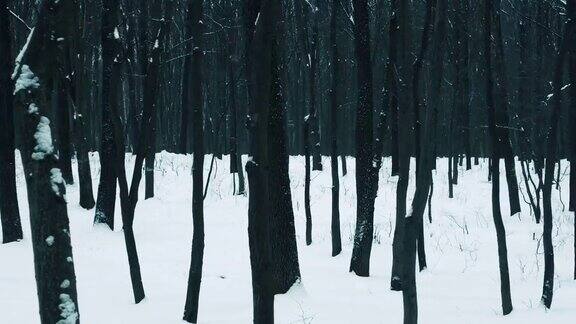 美丽神秘的冬季森林与高大的冰雪覆盖的树木冬天的自然森林背景与雪气候变化