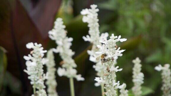 蜜蜂在一朵白花上采集花蜜