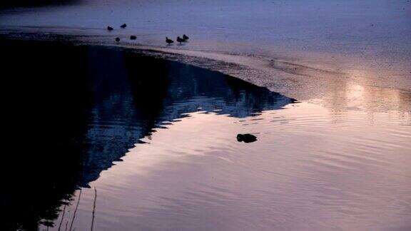 冰冻的湖面和野鸭的夕阳慢镜头