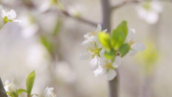 自然风景与开花的白色樱花树木随风摇曳果园开花缓慢的运动