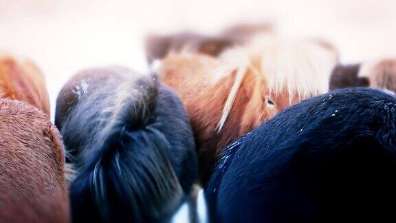 漂亮的黑褐色冰岛马