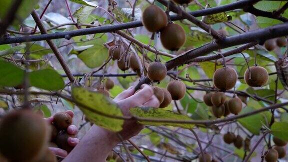 农妇用手从树上摘猕猴桃特写镜头