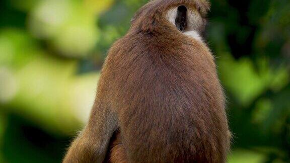来自斯里兰卡的野生托克猕猴(托克猴)