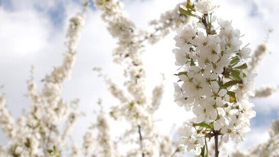 樱花树复制空间白花带云春天背景视频新的生活理念