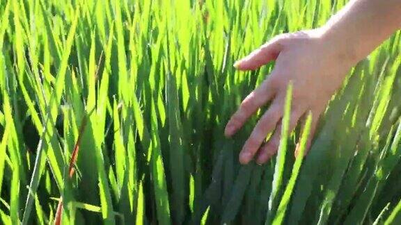 手女孩触摸绿色的稻田背景巴厘岛印度尼西亚近距离