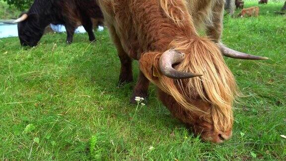 夏天牛在牧场上吃草
