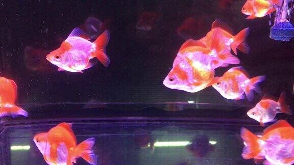许多金鱼在透明的玻璃鱼缸中游泳如此美丽的颜色是金色白色和橙色