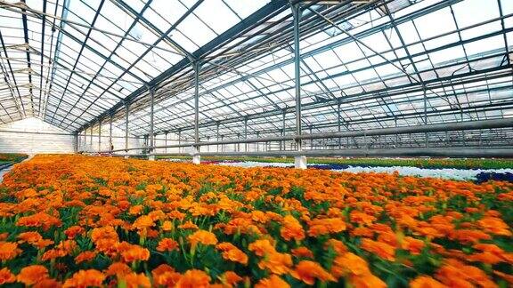 温室里亮橙色的花