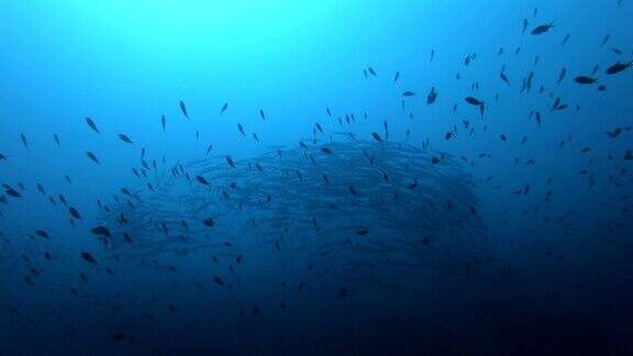 马略卡岛水肺潜水-梭鱼鱼群