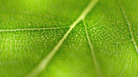 旋转微距镜头近距离聚焦在一片绿叶上