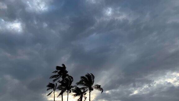 即将来临的暴风云和棕榈树