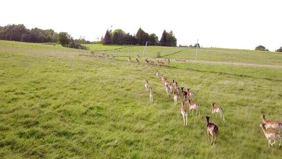 一群鹿顽皮地跑着追赶鹿群中的其他鹿航空摄影测量