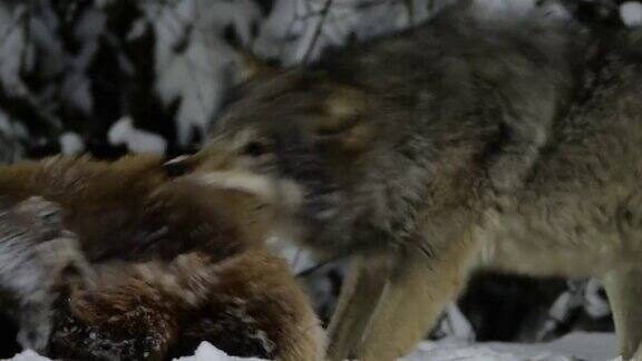 白俄罗斯晚上狼吃了受害者