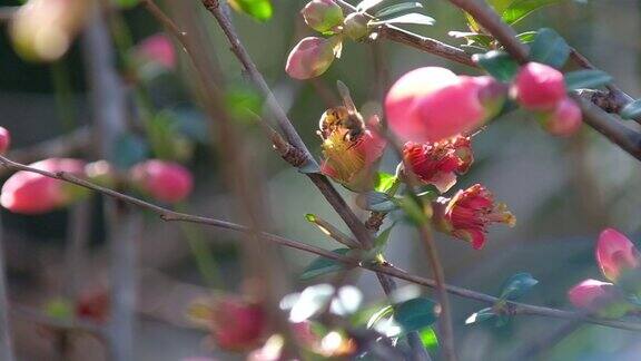 收集花粉的澳大利亚本土蜜蜂