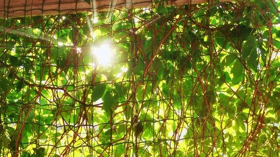 阳光透过葡萄藤的叶子照射进来