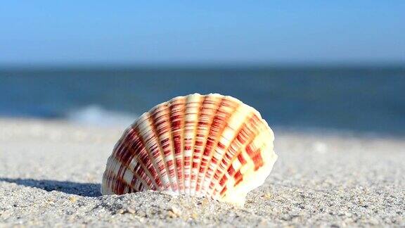 沙滩上的贝壳映衬着海浪