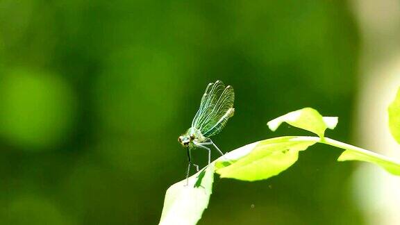 一只绿色的蜻蜓在叶子上展开翅膀
