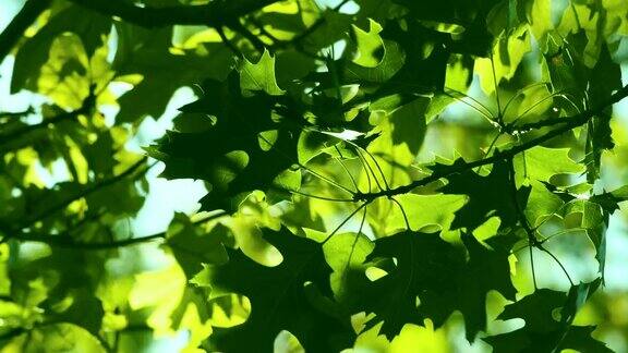 橡树绿叶在风中飘扬美丽抽象的夏季背景