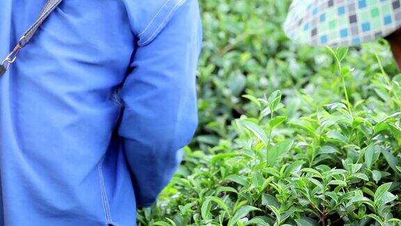 女工们在茶园采摘茶叶