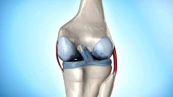 人体膝关节解剖旋转