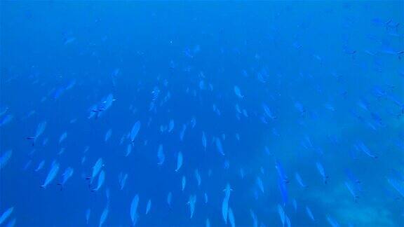 深蓝色海洋上的伟大的燧发鱼群