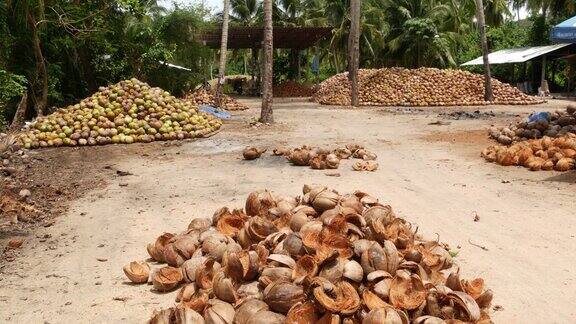 泰国热带苏梅岛亚洲成堆的成熟椰子