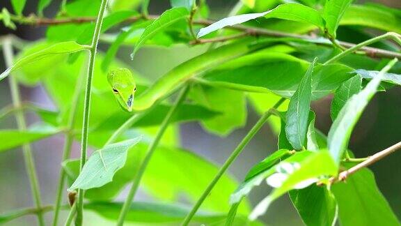 东方鞭蛇藏在花园里的树叶中供昆虫和小动物食用