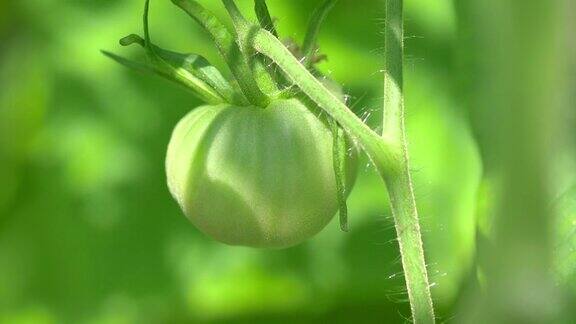 番茄在花园里生长4k慢镜头60帧