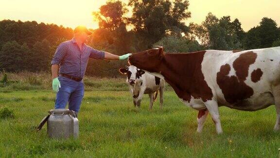 牛奶新鲜奶牛场夕阳西下法默在绿色的草地上抚摸着一头大母牛背景是其他的母牛挤奶乳制品农业