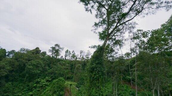 亚洲乡村山河河谷雨林蕨类大树旅游路径